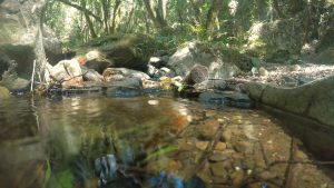 Small Stream with Soothing Sound of Running Water
