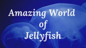 amazing world of jellyfish swimming underwater video