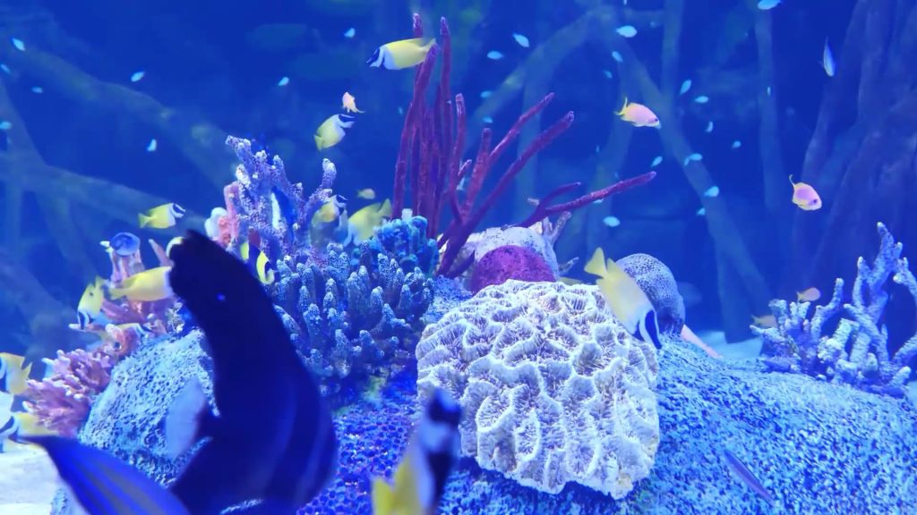 underwater life video with relaxing music to relax