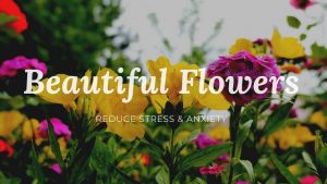 beautiful flowers for relaxation
